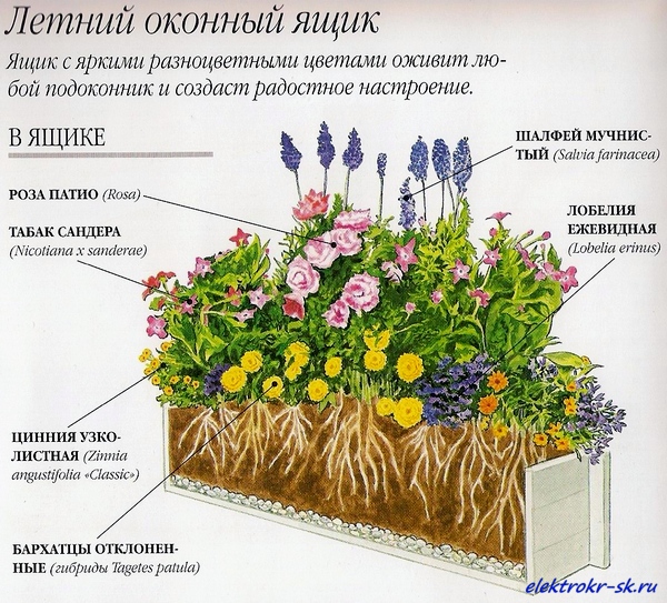 Виола на балконе в ящиках схемы посадки