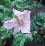 Rosa 'Frau Dagmar Hartopp'